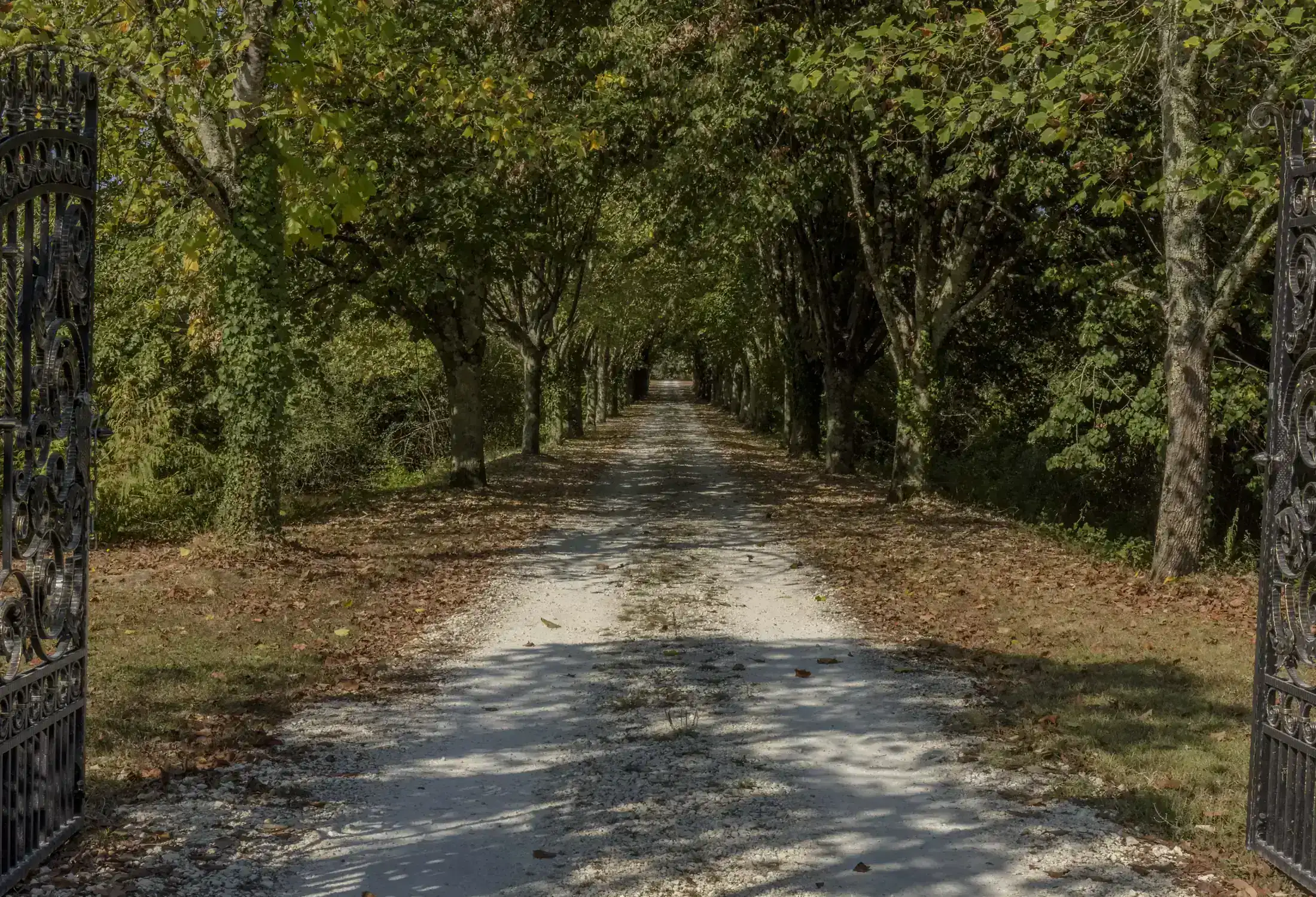 The avenue of century-old trees leading to the château